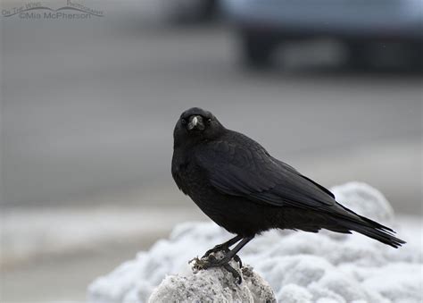 上賀茂神社 駐車場 なぜか駐車場の隅に佇む一羽のカラスが意味深な視線を送ってくる