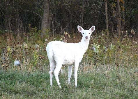  The White Doe: A Mystical Tale of Transformation and the Power of Love 